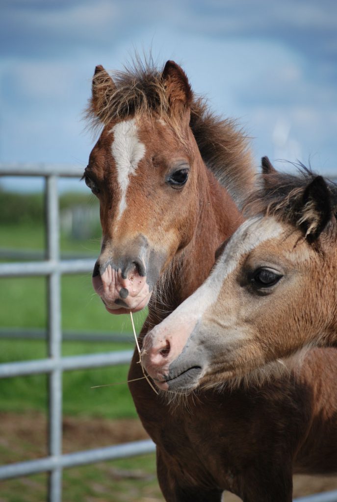 Ponys Yao und Golden Girl