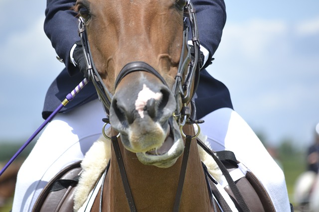 Riesenbeck International: Springreiten