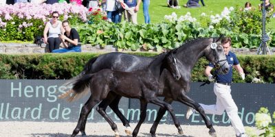 Cornet’s Creation aus der Zucht von Fußballstar Thomas Müller wurde Preisspitze der ersten Global Jumping Foals.