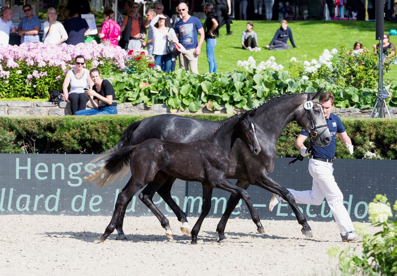 Cornet’s Creation aus der Zucht von Fußballstar Thomas Müller wurde Preisspitze der ersten Global Jumping Foals.