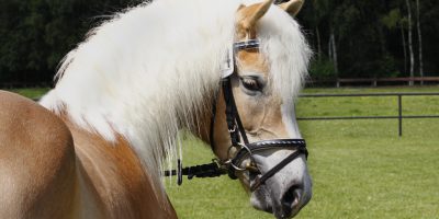 Haflinger Hengst