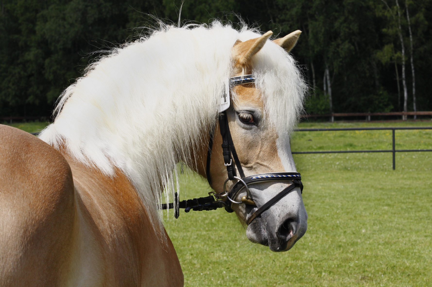 Haflinger Hengst