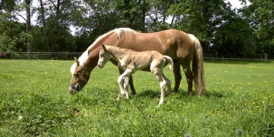 Haflingerfest des Nordens